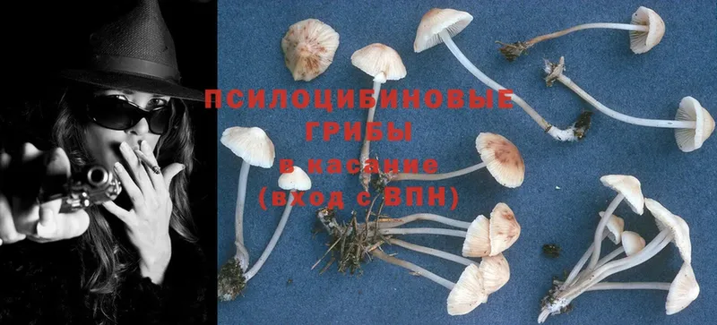 сколько стоит  Буйнакск  Галлюциногенные грибы Psilocybine cubensis 